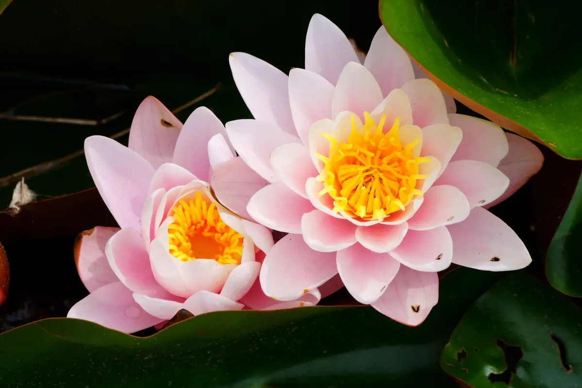 How to Build a Small Wildlife Pond: A Step-by-Step UK Guide