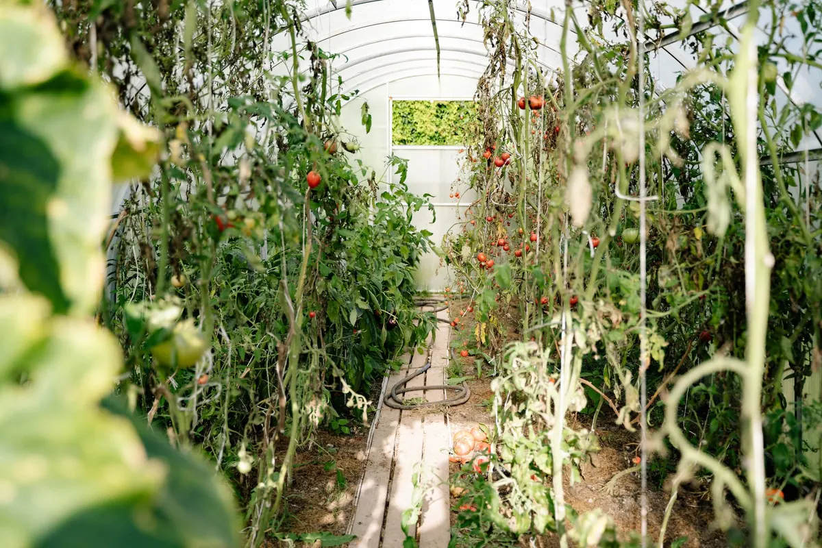 How to Grow Tomatoes in a UK Greenhouse: A Month-by-Month Guide